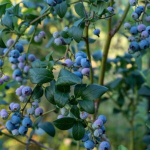 Cucoriedka-BLUE-JAY-kv