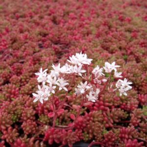 Rozchodník biely CORAL CARPET kv