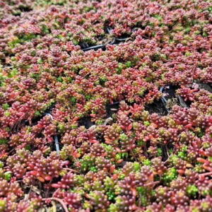 Rozchodník biely CORAL CARPET kv2