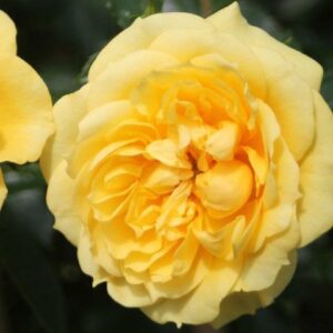 Ruža ELIDA SCARLET citrónová
