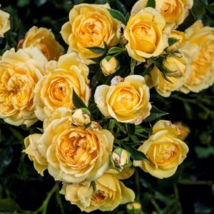 Ruža ELIDA SCARLET citrónová