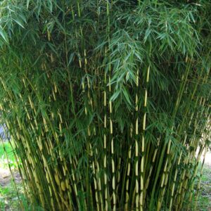 Bambus Robusta Pingwu