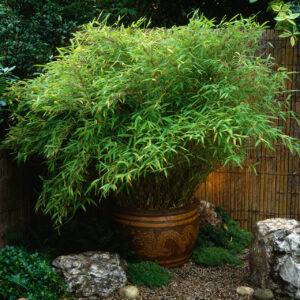 Bambus rufa