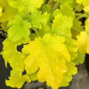 Heuchera LIME MARMALADEkv