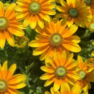 Rudbeckia AMARILLO GOLDkv3