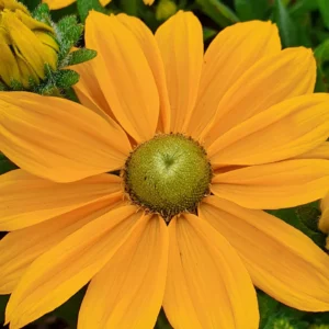 Rudbeckia SUNBECKIA OPHELIAkv3