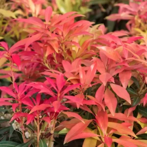 Pieris japonský FOREST FLAME kv