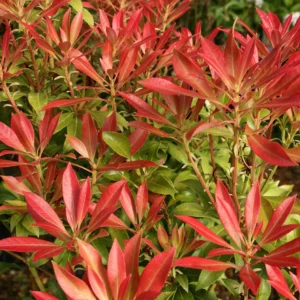 Pieris japonský FOREST FLAME kv2